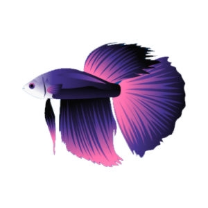 Purple Storm Betta